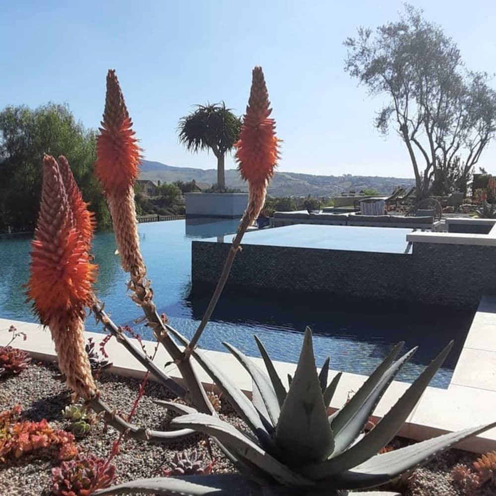 Vibrant orange flowers near a serene pool with lush greenery in a sunny landscape.