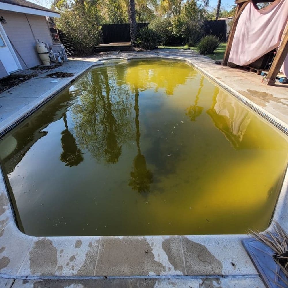 Stagnant green swimming pool with visible reflections and surrounding vegetation.